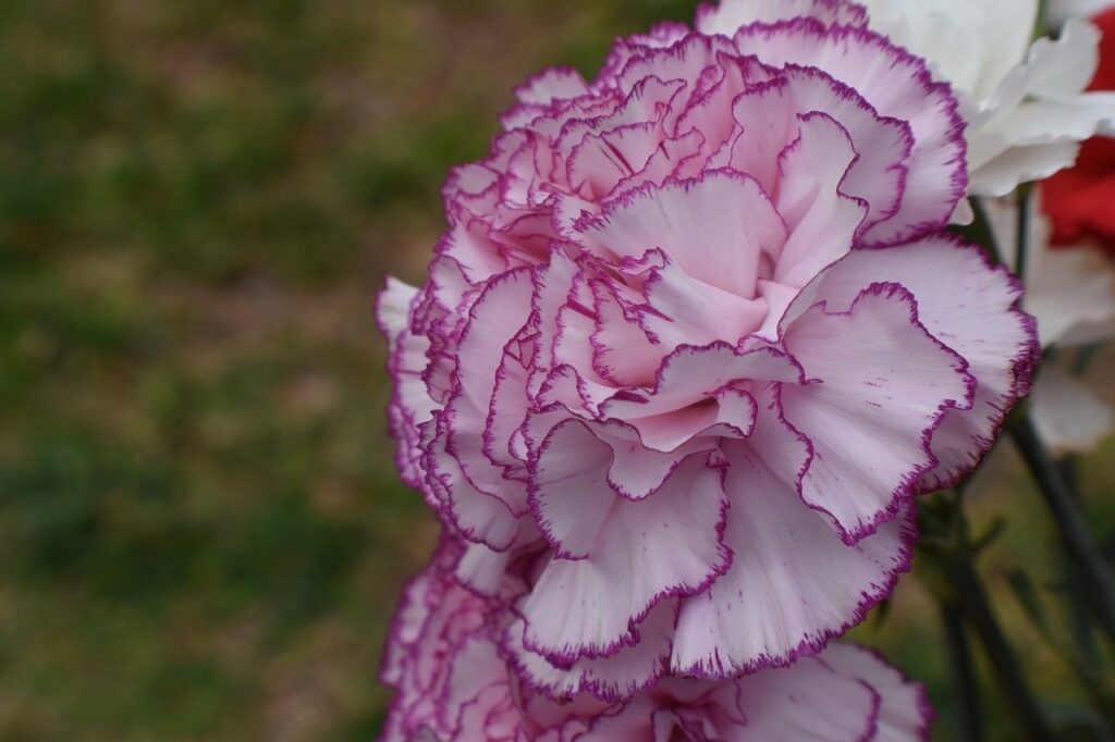 carnation, flower, plant-7830252.jpg