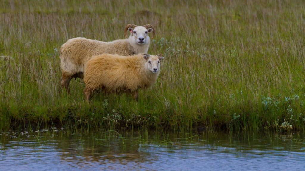 sheep, meadow, agriculture-7929692.jpg
